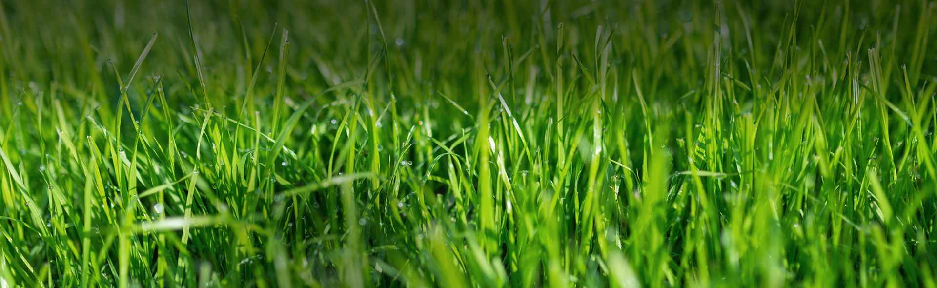 Agrii Crops Grass