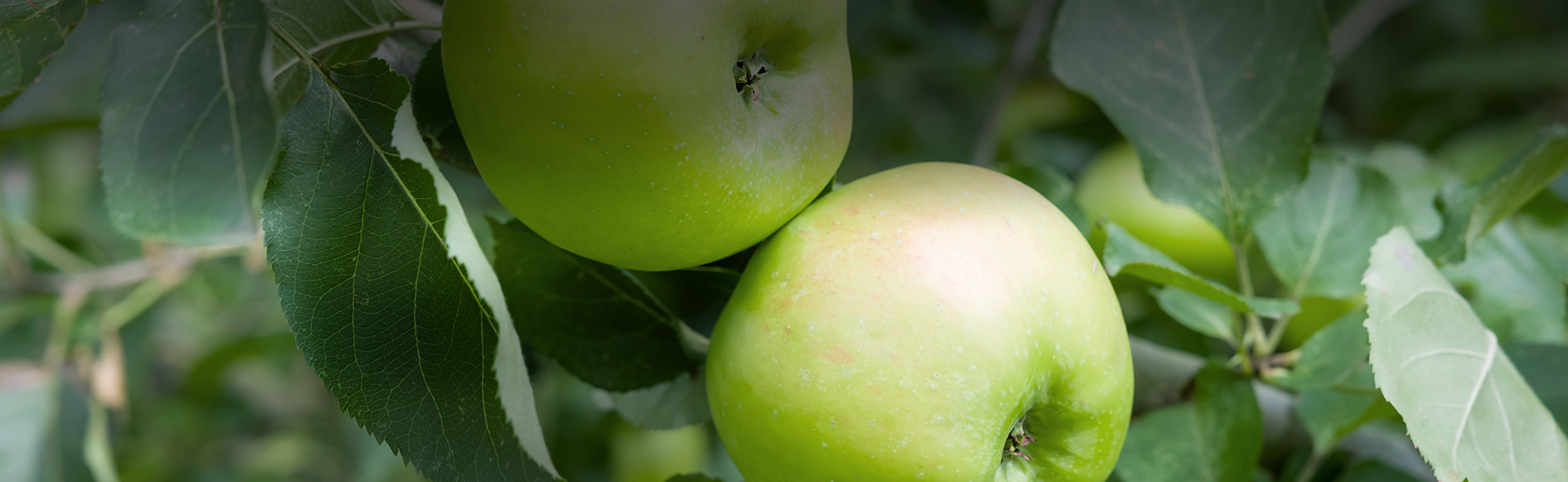 Agrii Crops Apples