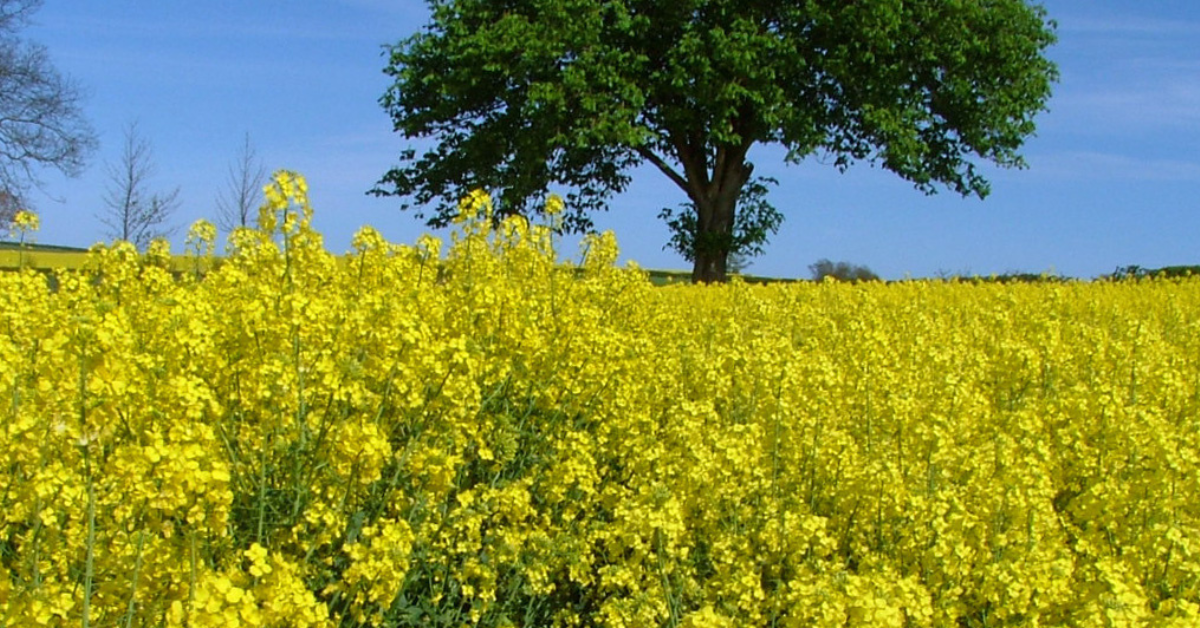 Oilseed Rape Crop with tree in background