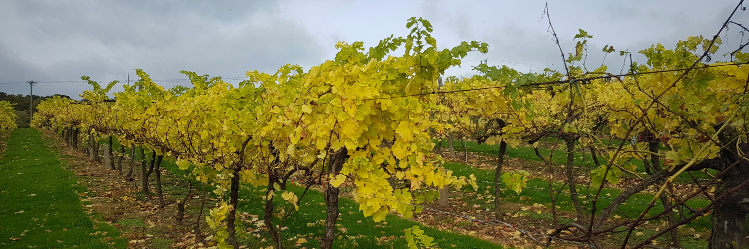 vineyard image