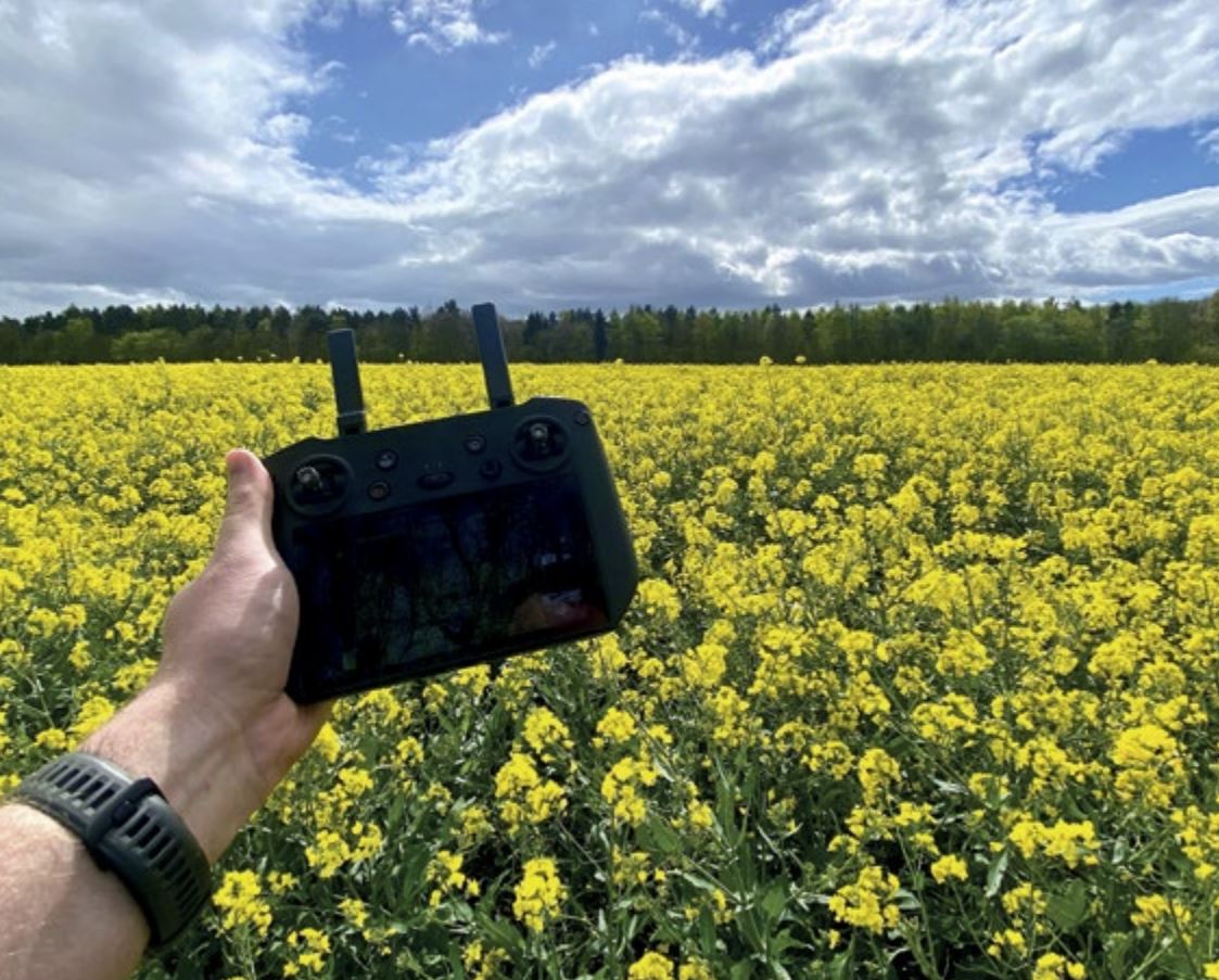 Drone in OSR Crop