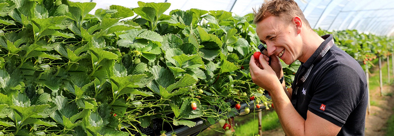 Horticultural Specialist inspecting Strawberry Crops