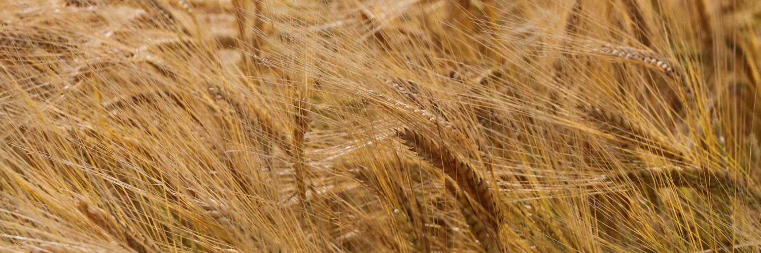 Golden Barley Crop