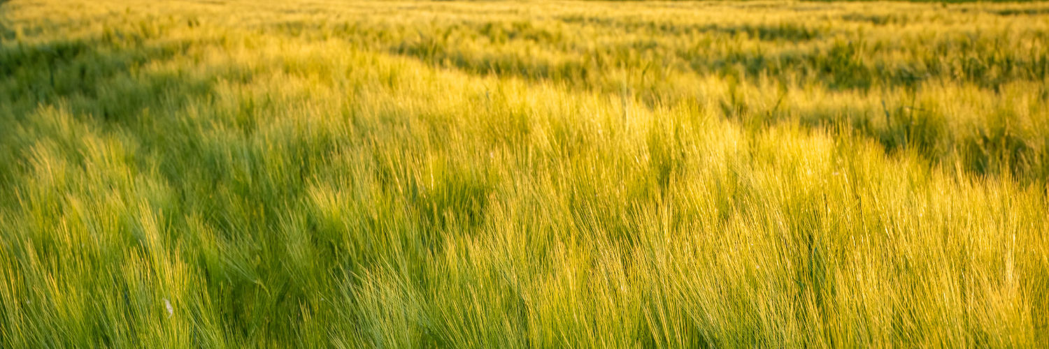 barley Crop in field