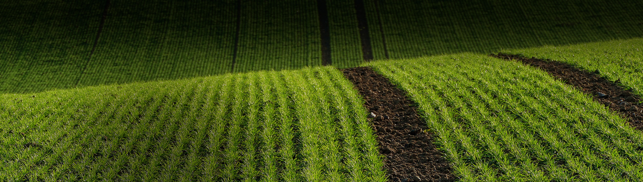 Agrii Crops Field