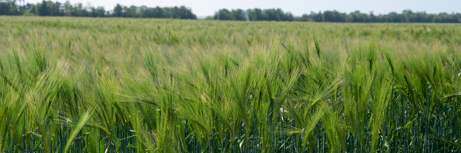barley Crop in field