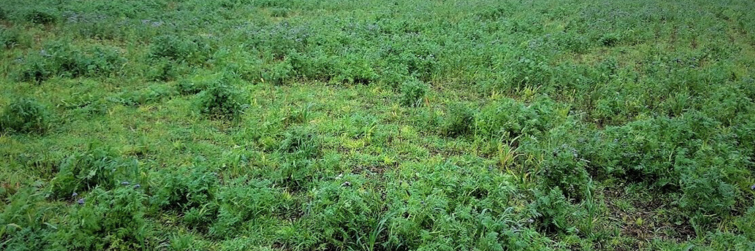 Agrii Cover Crops