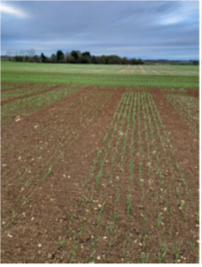 Variety Cultivation Trial