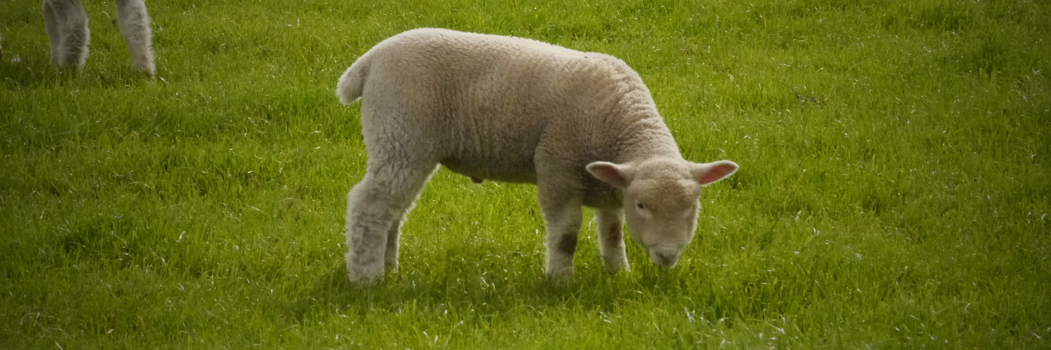 Lamb eating grass