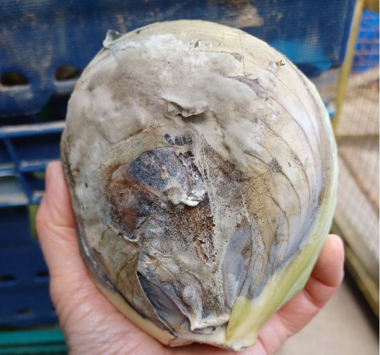 Botrytis in Cabbage plant