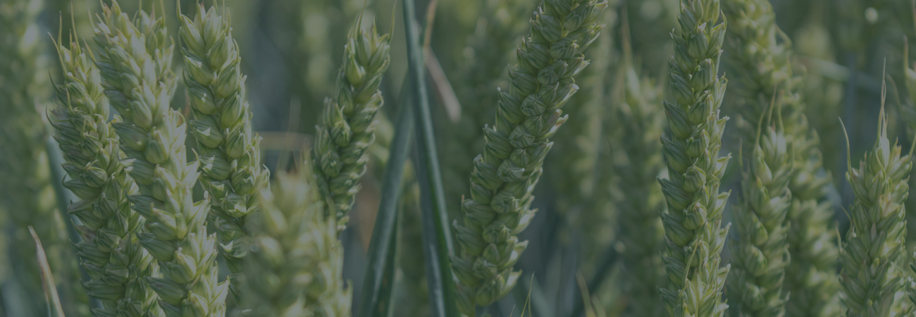 Agrii CTA Cereals Springwheat Spring Wheat