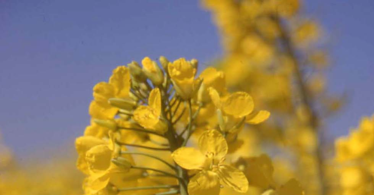 Close up Oilseed Flowering 