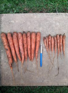 Carrots Treated With Agrii Release
