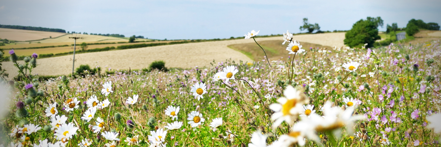 Enhancing Environment wildflowers