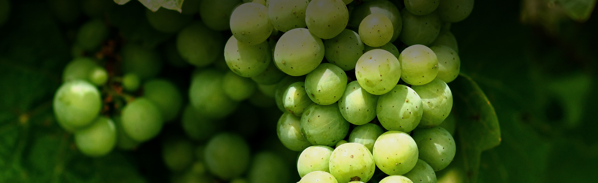 Agrii grape vine